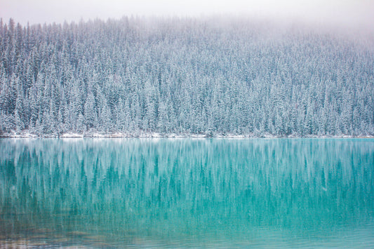 Winter in the Forest