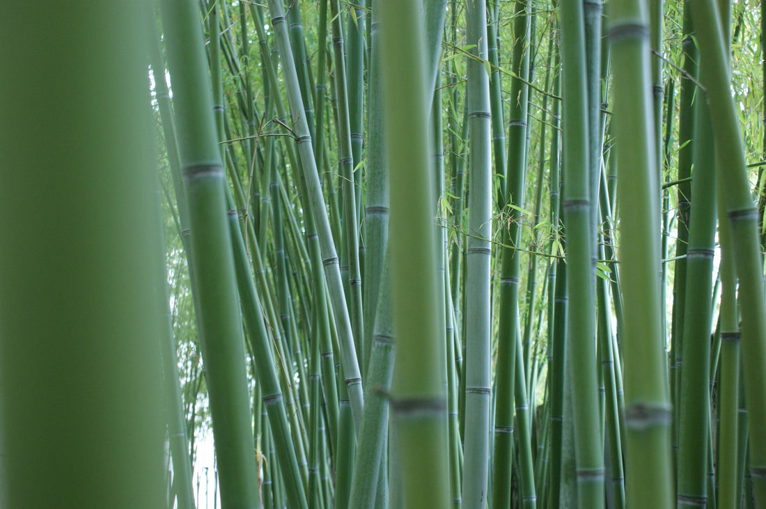 bamboo forest