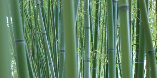 bamboo shoot in forest