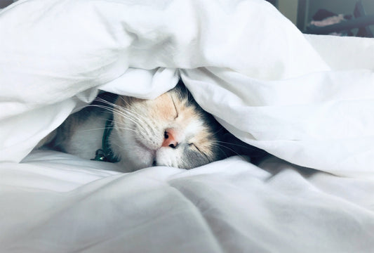 organic bamboo, wool, silk are all good filling options for healthy duvet comforters