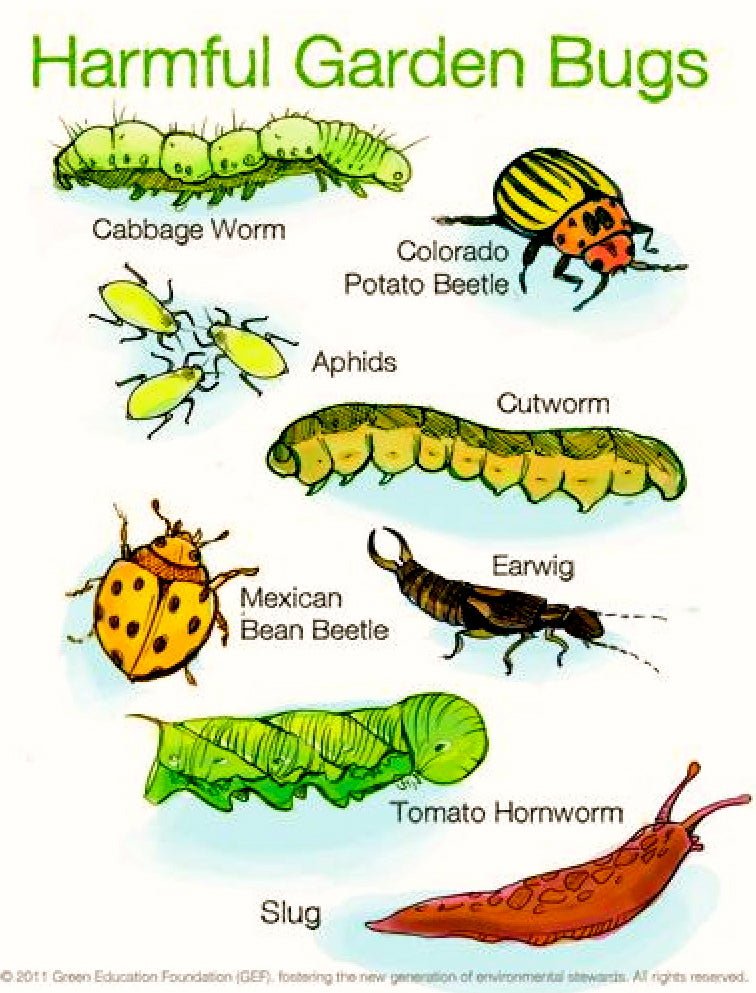 Make Your Yard Greener Than Ever With These Eco-Friendly Gardening Tips! - SHOO-FOO, Eco Home Linens