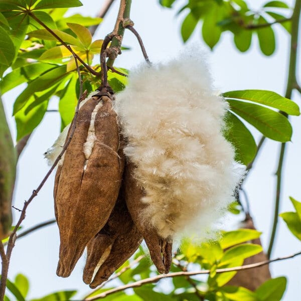 Shoo-Foo’s Commitment to Sustainability: Why We Use Kapok in Our Products - SHOO-FOO, Eco Home Linens