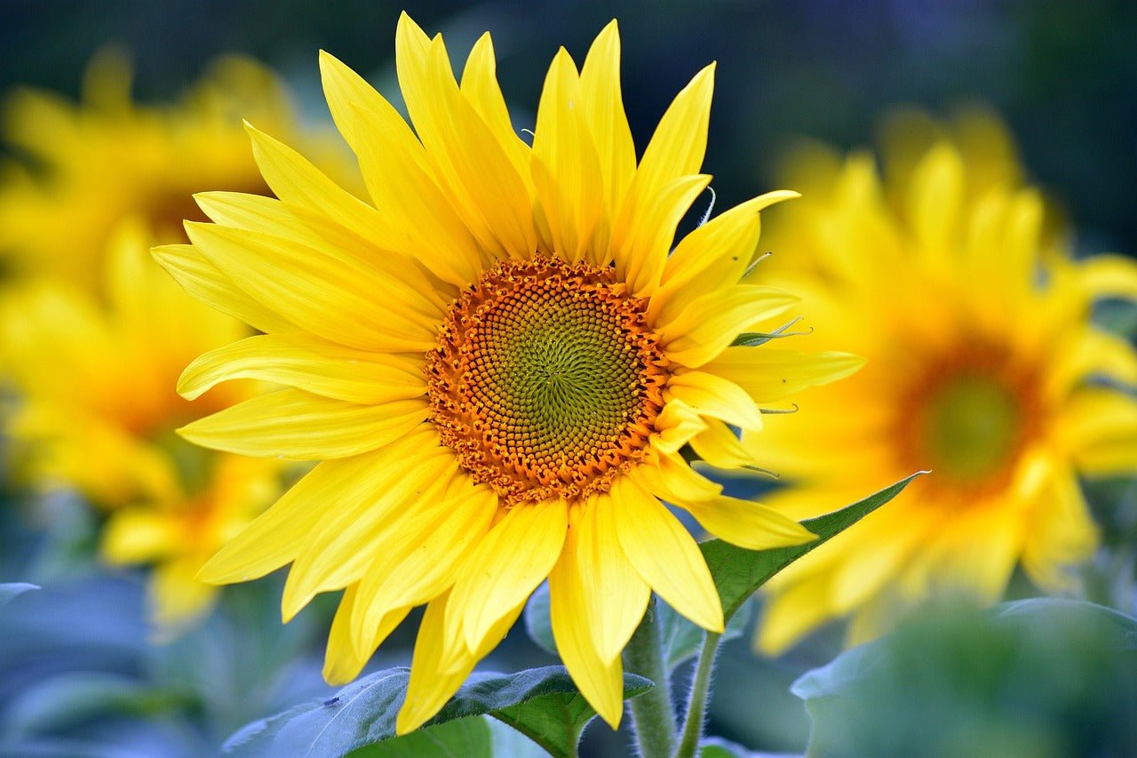 Sunlight: The Missing Piece in Your Wellness Routine - SHOO-FOO, Eco Home Linens