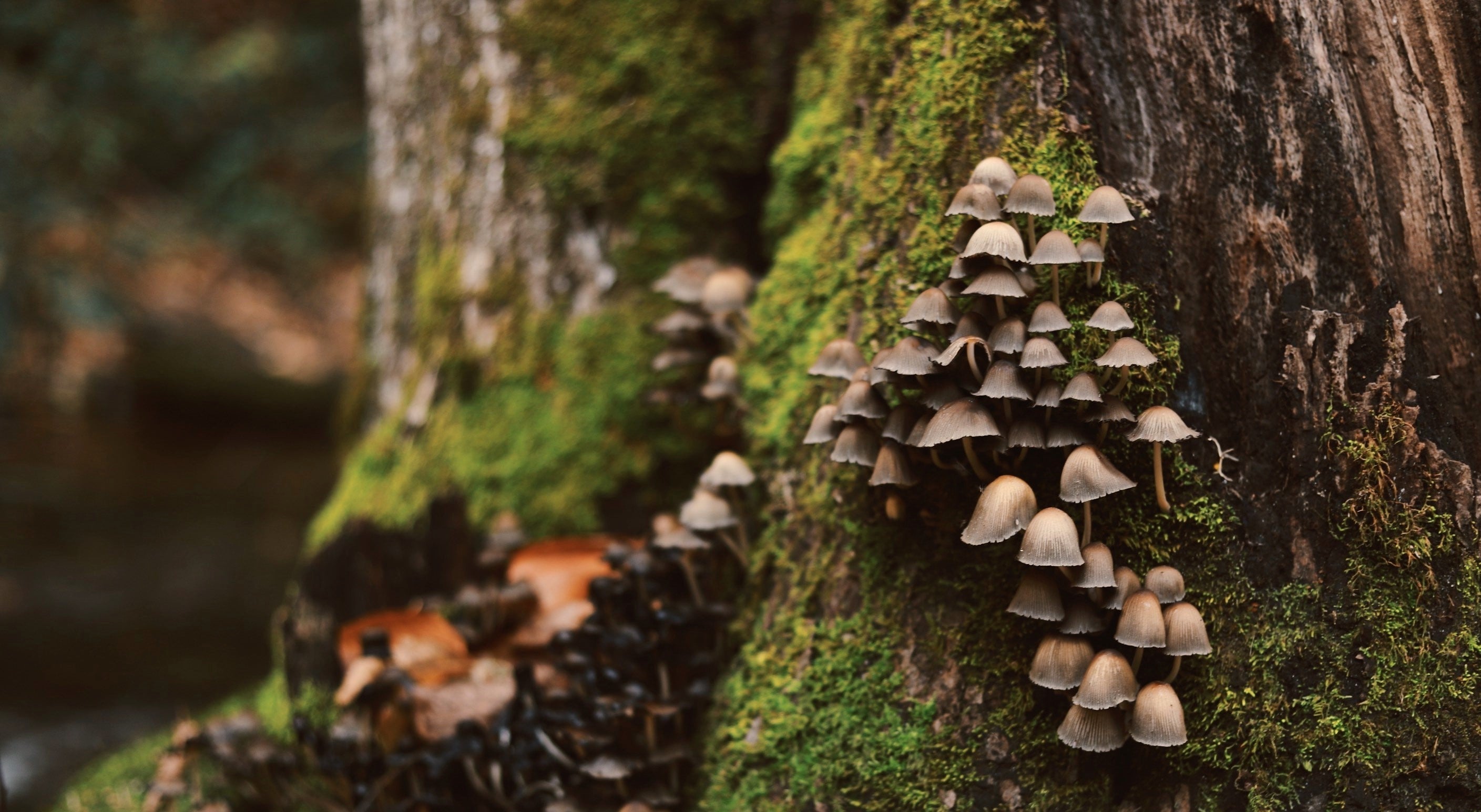 Indulging in Fall Comfort: A Guide to Forest Treasures and Culinary Delights - SHOO-FOO, Eco Home Linens