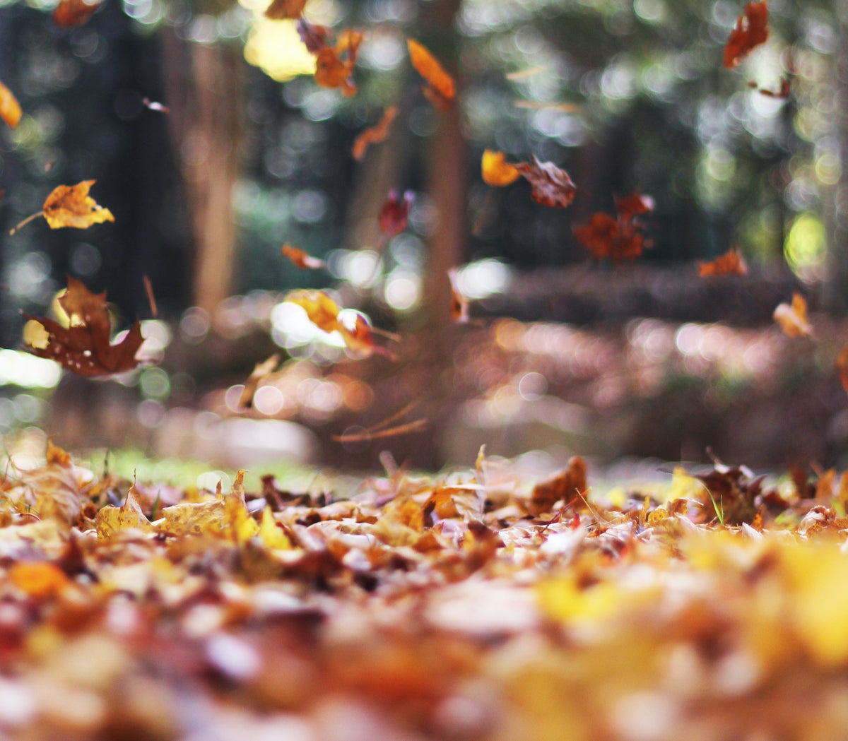Fall, Coziness, and Wellbeing: Embracing the Season of Comfort - SHOO-FOO, Eco Home Linens