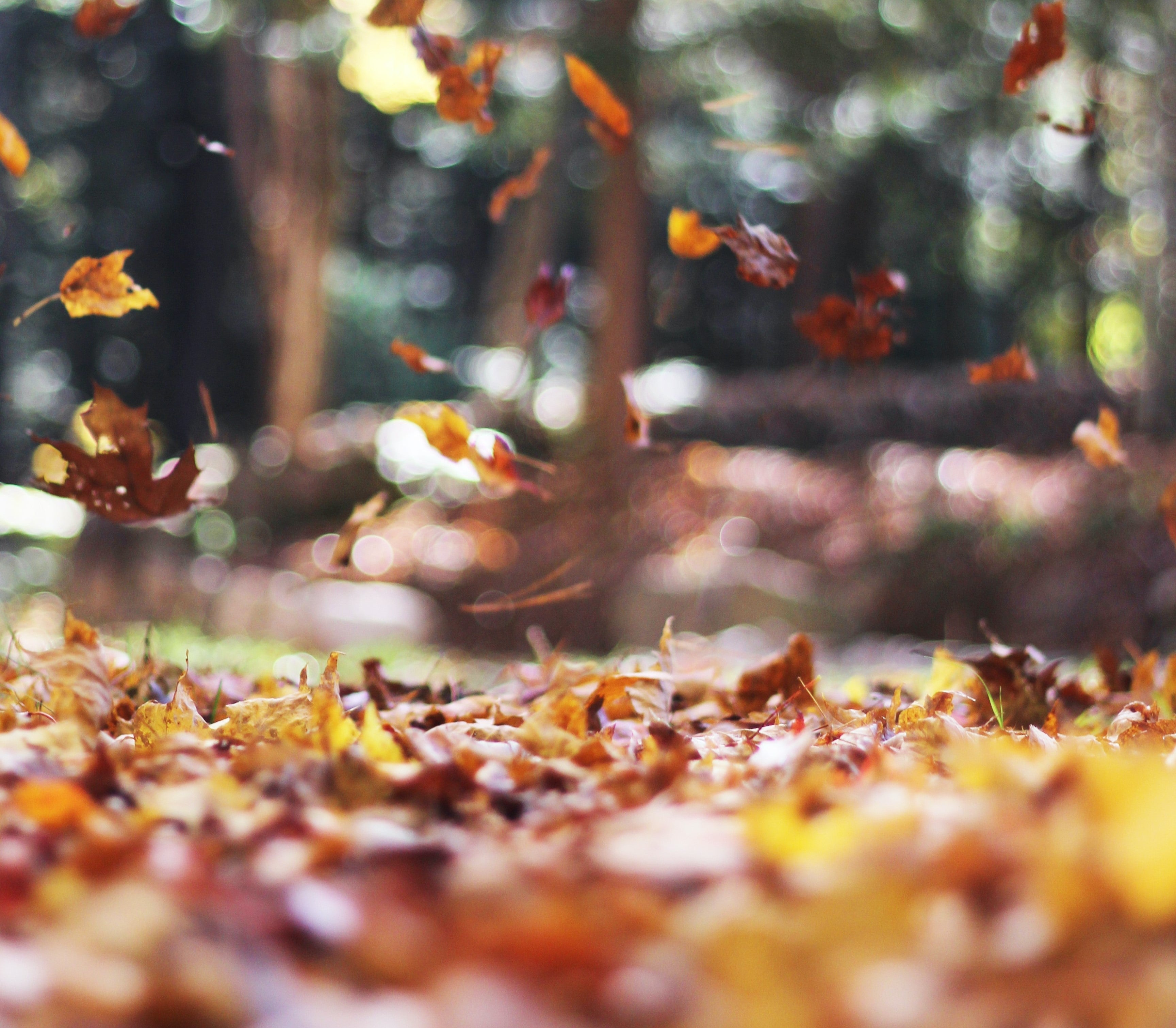 Fall, Coziness, and Wellbeing: Embracing the Season of Comfort - SHOO-FOO, Eco Home Linens