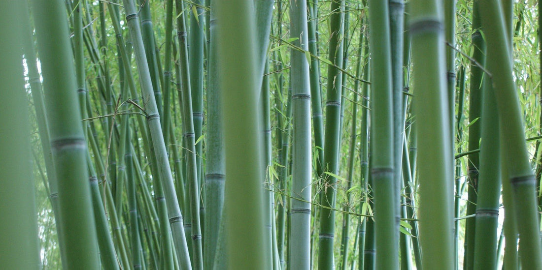bamboo shoot in forest