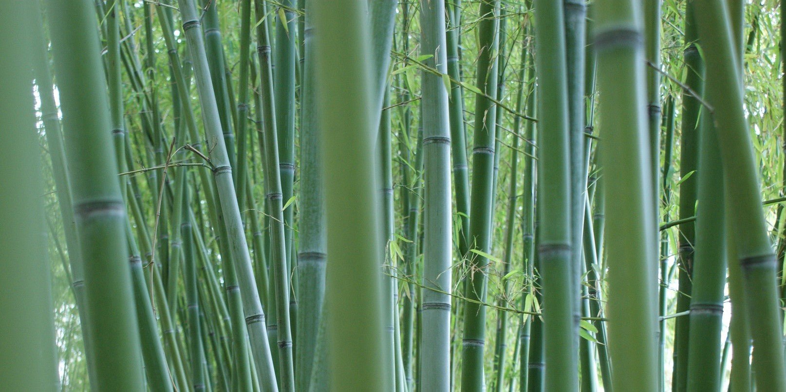 bamboo shoot in forest