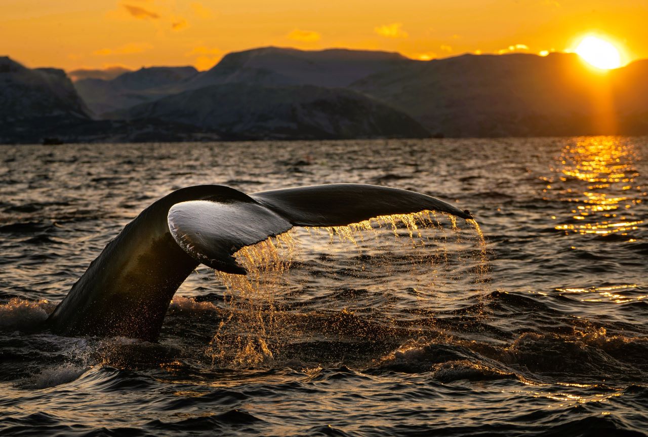whale swimming at sunset. make the viewer wonder: do whales sleep? what are the sleep pattern of whales?