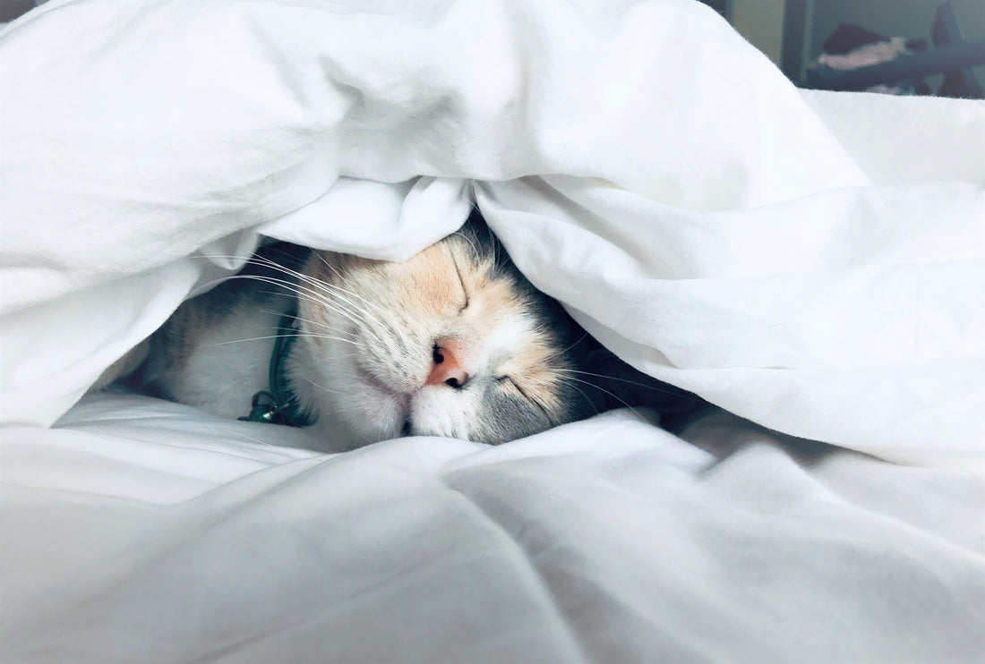organic bamboo, wool, silk are all good filling options for healthy duvet comforters