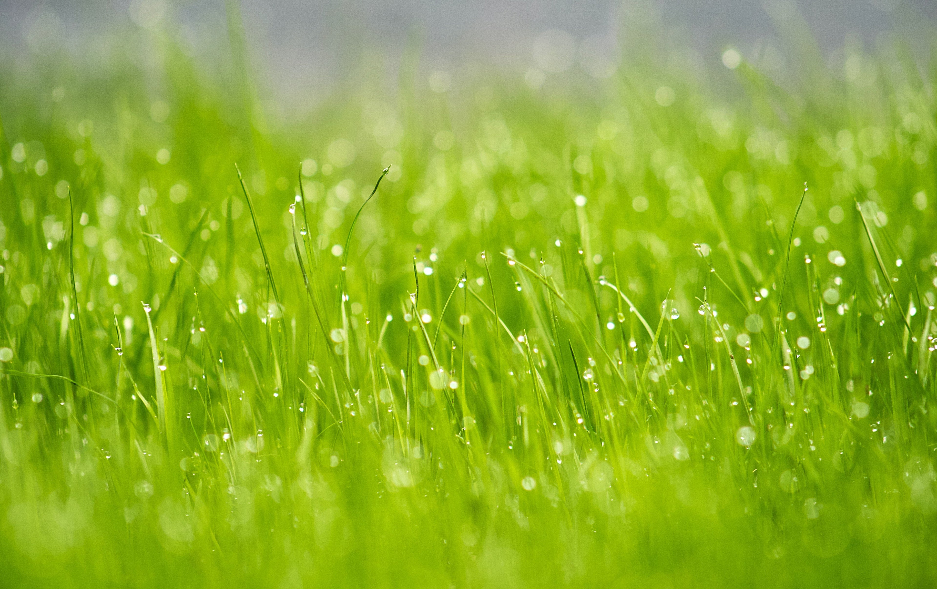 No Mow May: Embrace the Wild Side of Your Lawn in May - SHOO-FOO, Eco Home Linens