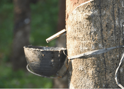 close-up on 3 latex trees that are notch to collect latex. At the top of the image a text says: Made from Latex