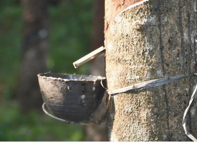 close-up on 3 latex trees that are notch to collect latex. At the top of the image a text says: Made from Latex