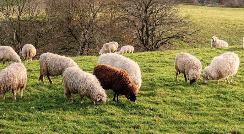 wool sheeps grazing in field filed with sunlight