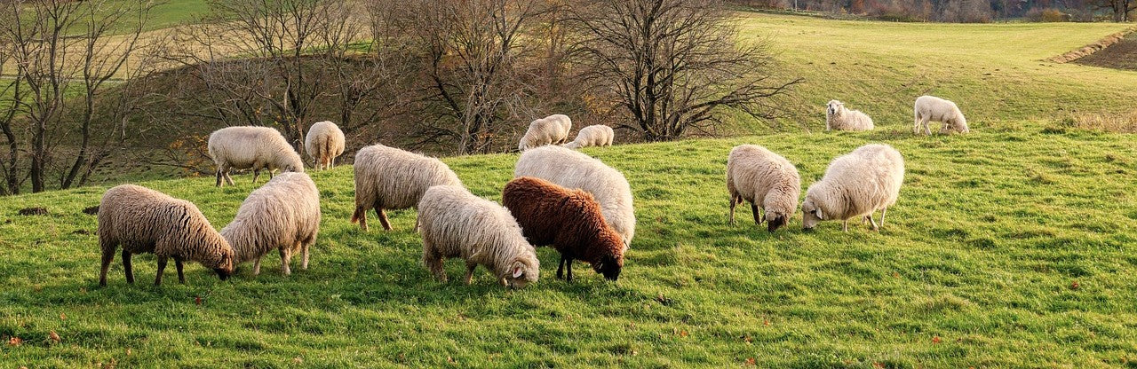 wool sheeps grazing in field filed with sunlight