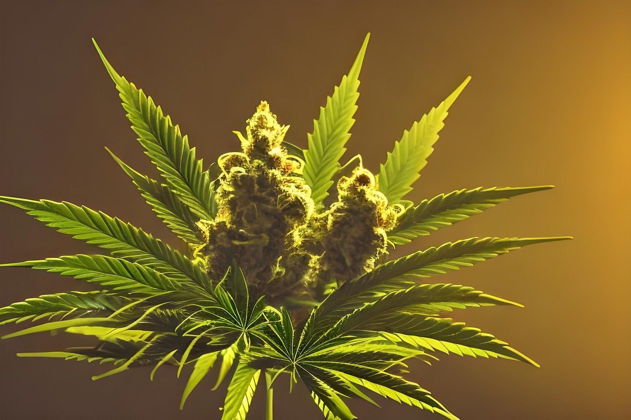 hemp flower in sunlight, future hemp bath towels